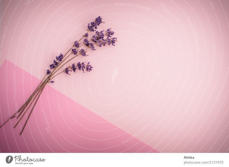Lavender bouquet on pink-pink background Beautiful Cosmetics Healthy Harmonious Contentment Meditation Fragrance Decoration Valentine's Day Mother's Day Bouquet