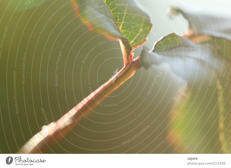 a breath of summer Environment Nature Plant Leaf Green Blur Summer Delicate Fine Colour photo Exterior shot Copy Space left Shallow depth of field Twig