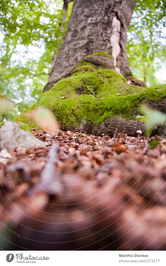 tree Environment Nature Summer Autumn Climate Climate change Beautiful weather Tree Moss Forest Esthetic Brown Gray Green Tree trunk Carpet of moss