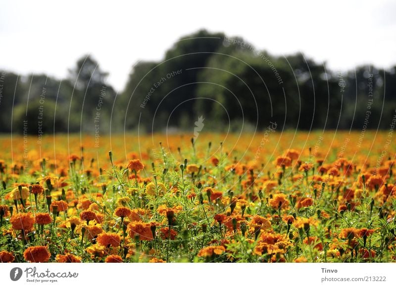 late summer Nature Landscape Plant Summer Autumn Beautiful weather Tree Flower Blossom Foliage plant Field Blossoming Orange Green Flower meadow Colour photo