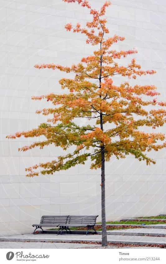 city autumn Tree Manmade structures Architecture Facade Bench Autumn Seasons Wooden bench Seating Deciduous tree Leaf Autumn leaves Wall (barrier) Stagnating