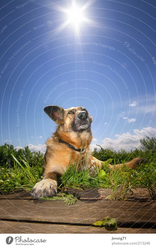 Sun on the fur. Sky Summer Beautiful weather Animal Pet Dog 1 Warmth Blue Relaxation Pelt Snout Dog's head Back-light Lie Meadow Dog's snout Colour photo