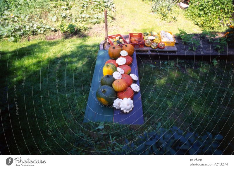Keeping the vegetables in the shade Food Vegetable Fruit Organic produce Vegetarian diet Nature Plant Beautiful weather Grass Garden Fragrance Fresh Healthy