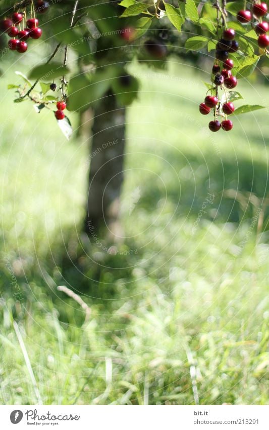 cherry Food fruit Nutrition Organic produce Nature Landscape Plant Summer tree flaked Meadow Field Juicy Sweet To enjoy Healthy Growth Cherry Cherry tree