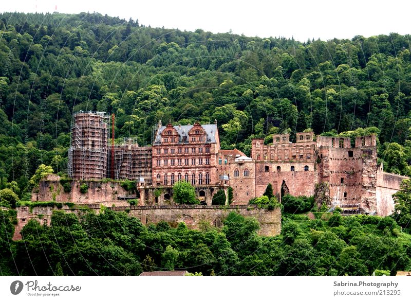 Heidelberg's pride and joy Leisure and hobbies Tourism Sightseeing City trip Environment Nature Beautiful weather Forest Castle Manmade structures Stone