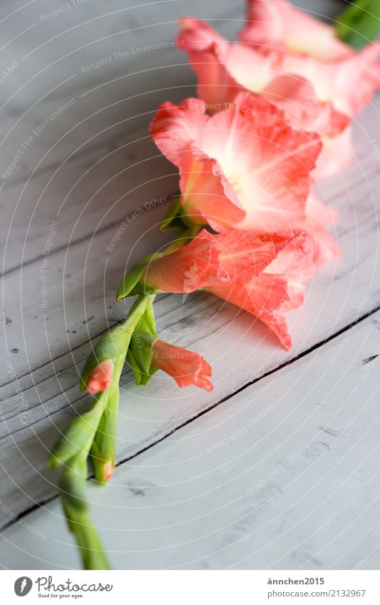 love of flowers Gladiola Flower Blossom Bright Wooden floor White Green Pink salmon-coloured Nature