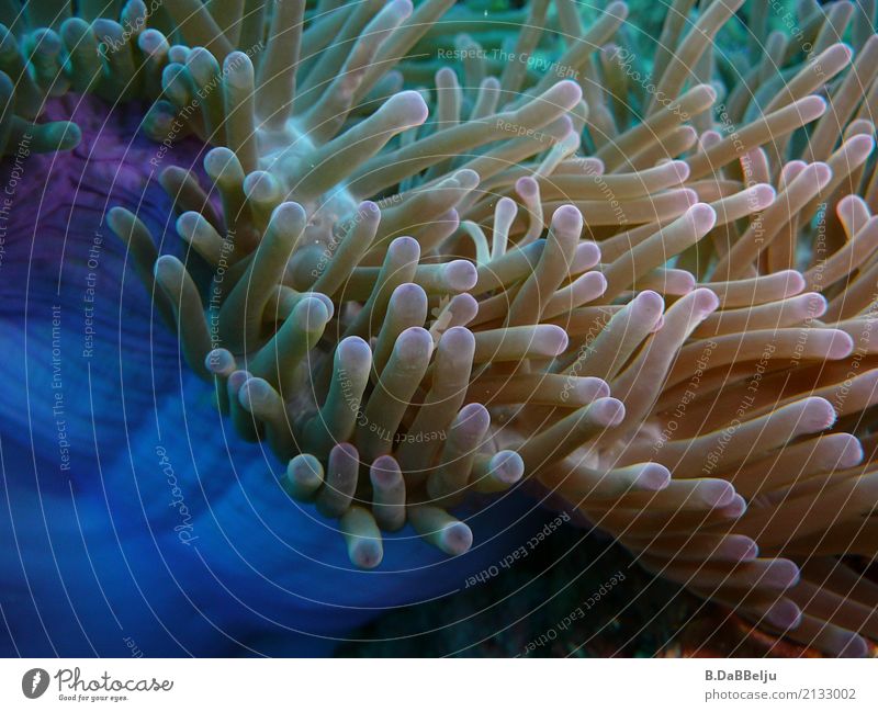 anemone Leisure and hobbies Vacation & Travel Adventure Safari Ocean Dive Water Animal Sea anemone 1 Esthetic Exotic Blue Indonesia Raja Ampat West Papua