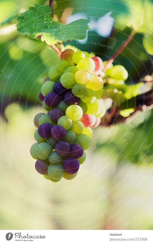 grapes Fruit Organic produce Nature Plant Agricultural crop Vine Bunch of grapes Wine growing Vine leaf Grape harvest Growth Authentic Fresh Healthy Delicious