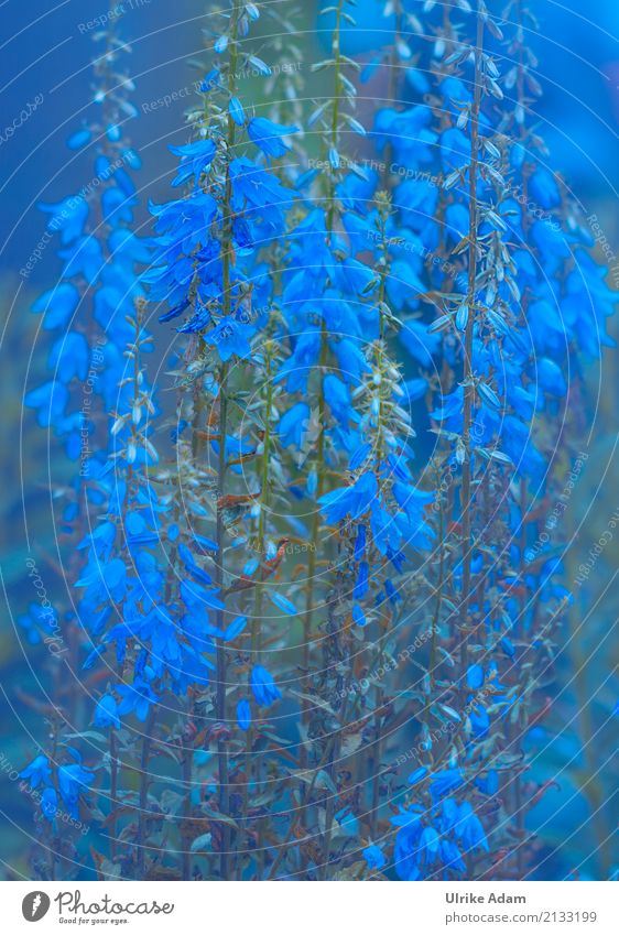 blue Elegant Style Design Life Arrange Decoration Wallpaper Nature Plant Summer Flower Blossom Herbaceous plants Bluebell Garden Park Blossoming Illuminate