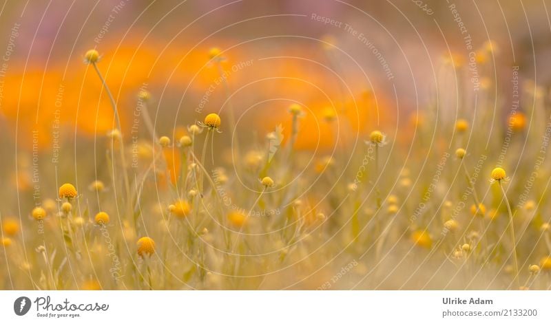 Yellow summer flower meadow Style Design Harmonious Well-being Relaxation Calm Freedom Summer Decoration Wallpaper Birthday Nature Landscape Plant Sunlight
