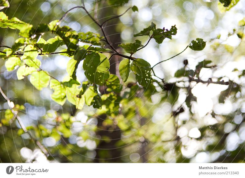 Last day of summer Environment Nature Plant Summer Autumn Weather Beautiful weather Tree Leaf Esthetic Green Leaf canopy Beech tree Colour photo Close-up Detail
