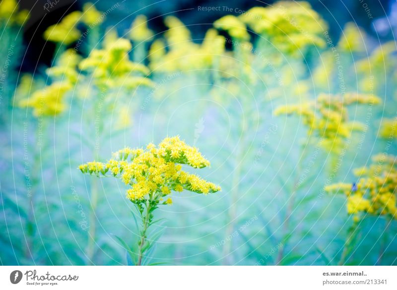 dream sequence. Environment Plant Summer Blossom Blossoming Fragrance Growth Flower Yellow Colour photo Shallow depth of field Flower meadow Meadow flower