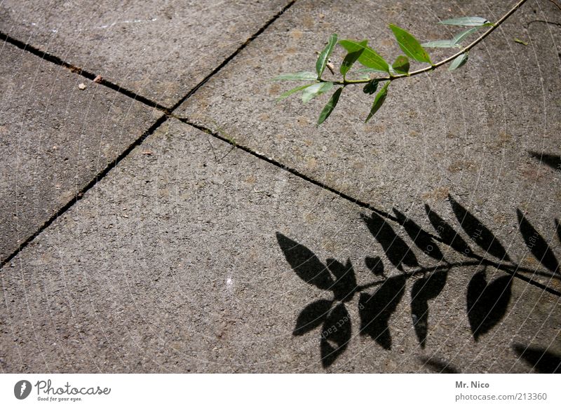 shade plant Plant Leaf Gray Green Concrete floor Stone slab X Growth Part of the plant Botany Shade plant Nature Gloomy Deserted Shadow Stone floor Seam