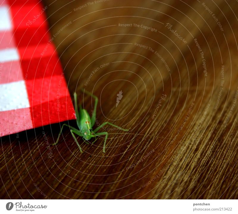 A grasshopper next to a red and white checked napkin on a wooden table. Wild animal. Colour contrast. Green and red Animal Locust 1 Napkin Brown green Insect