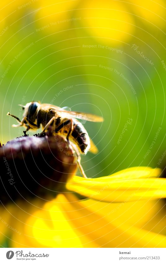 flower ascent Environment Nature Plant Animal Sunlight Summer Beautiful weather Flower Blossom Blossom leave Wild animal Bee Wing Insect 1 Yellow Green