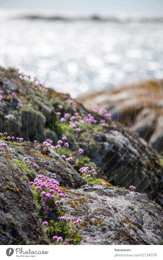 More flowers. Environment Landscape Plant Earth Climate Beautiful weather Flower Moss Blossom Rock Coast Ocean Sweden Stone Blossoming Glittering Tourism