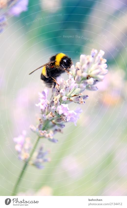 Hummel Hummel mors mors Nature Plant Animal Summer Beautiful weather Flower Blossom Lavender Garden Park Meadow Wild animal Animal face Wing Bumble bee 1