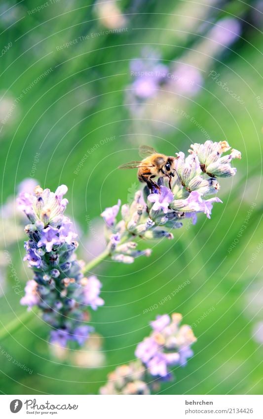 last summer day... Nature Plant Animal Summer Beautiful weather Flower Leaf Blossom Lavender Garden Park Meadow Wild animal Bee Animal face Wing Blossoming