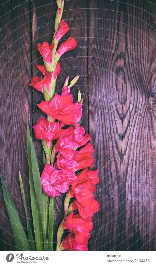 bouquet of red gladiolus Feasts & Celebrations Wedding Nature Plant Flower Leaf Blossom Bouquet Blossoming Fresh Natural Brown Green Red Colour background
