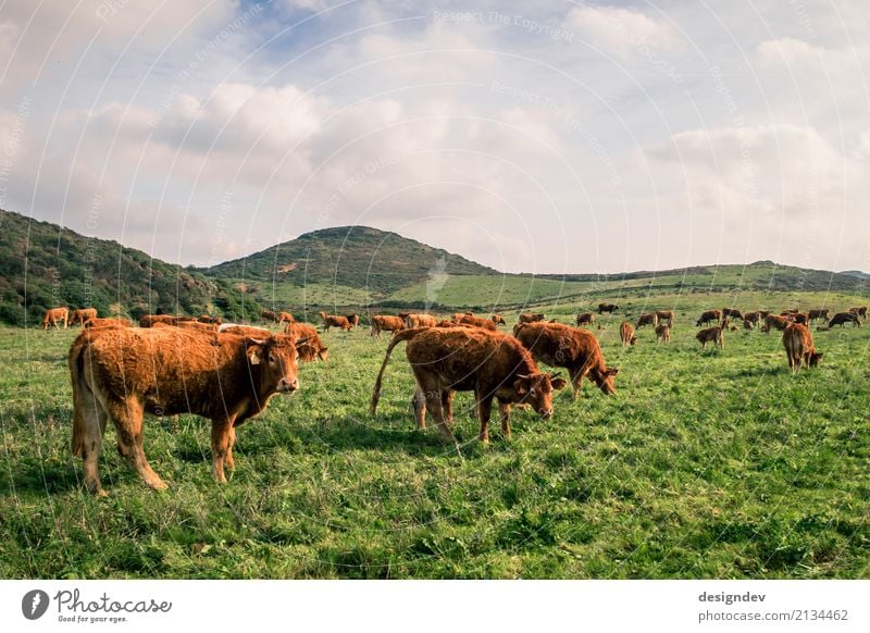 Cows on a lush green meadow Meat Sausage Cheese Dairy Products Organic produce Milk Farmer Agriculture Cattle breeding Environment Nature Landscape Plant Animal