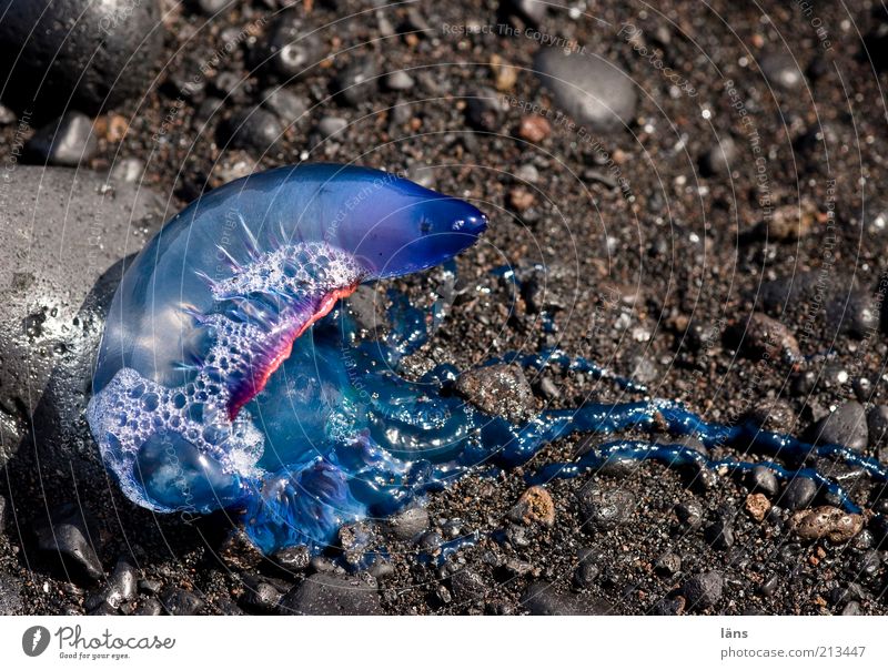 aground Sand Coast Beach Jellyfish Exceptional Fantastic Glittering Blue Portuguese galley Tentacle Colour photo Exterior shot Deserted Marine animal 1 Lie Day