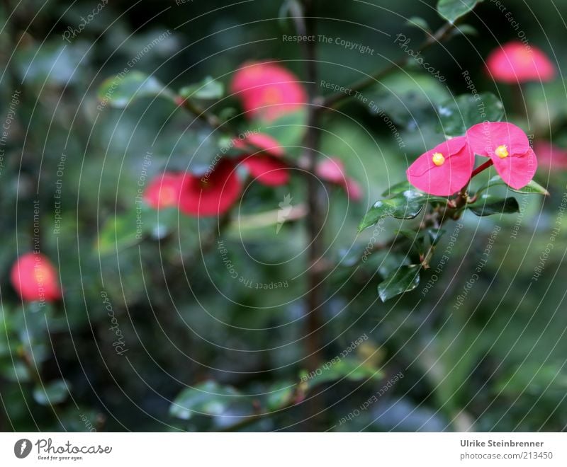 Bush with pink flowers Pink Violet Blossom Blossom leave Green Plant Stalk Bushes Colour Leaf Growth Blossoming Flower Contrast Deserted Twig blurriness Nature