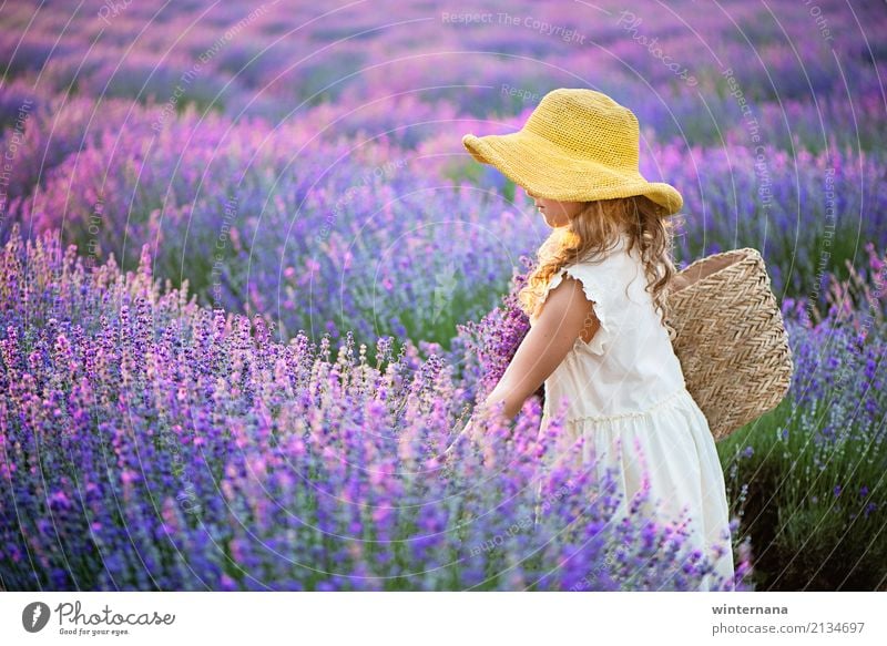 Little yellow hat Human being Girl 1 3 - 8 years Child Infancy Environment Nature Beautiful weather Lavender Field Lavender field Dress Bag Hat Blonde Free