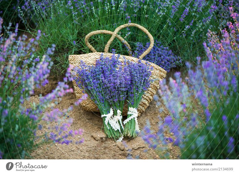 Relaxing Healthy Wellness Life Harmonious Relaxation Fragrance Summer Lavender Lavender field Bag Fresh Beautiful Contentment Happy Nature Colour photo