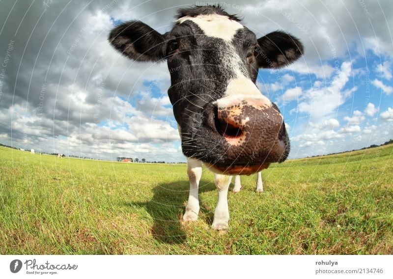 funny cow head via wide angle outdoors Summer Nature Landscape Animal Sky Clouds Sunlight Beautiful weather Meadow Farm animal Cow 1 Blue Green Cattle Pasture