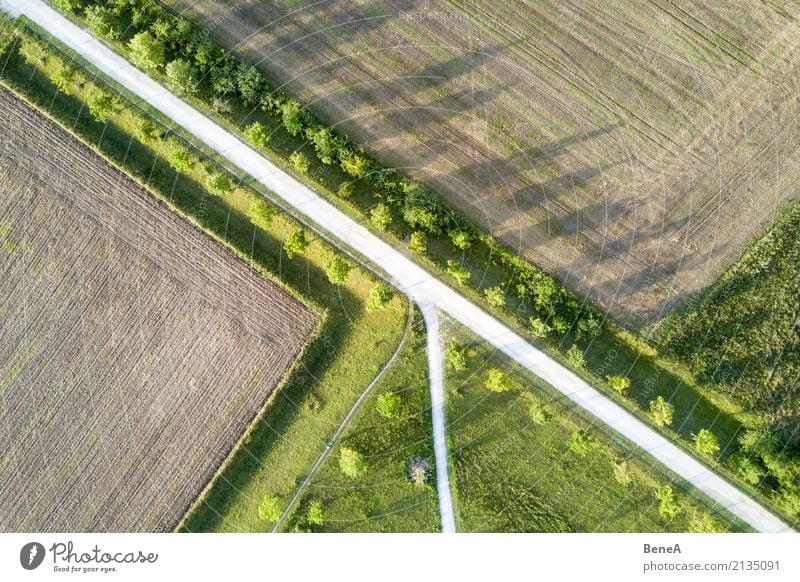 Avenue with trees between fields from the air Design Agriculture Forestry Environment Nature Landscape Plant Tree Grass Foliage plant Agricultural crop Park