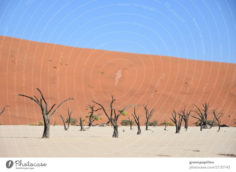 Todestal - Dead Vlei - Sossusvlei - Namibia Earth Sand Tree Desert Namib desert Dune Skeleton Log Hiking Gloomy Dry Death Tourism Colour photo