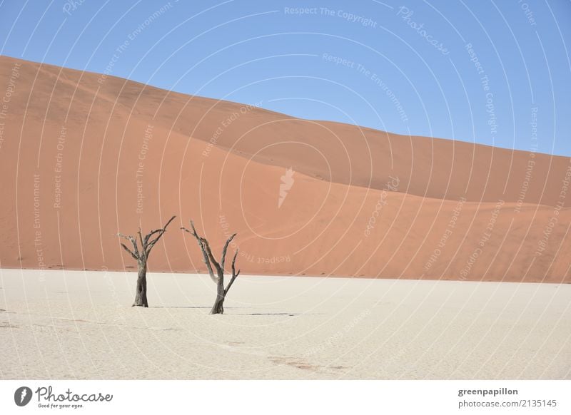 Todestal - Dead Vlei - Sossusvlei - Namibia Nature Landscape Earth Sand Tree Desert Namib desert Dune To dry up Hiking Gloomy Dry Blue Gold Red White Death