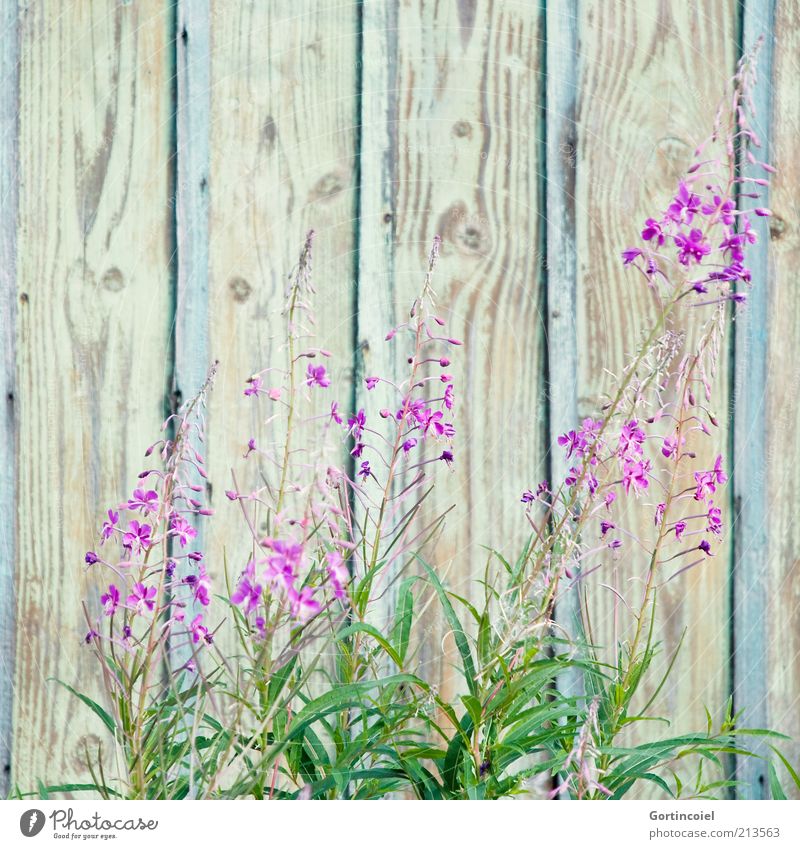late summer Environment Nature Plant Summer Flower Blossom Beautiful Violet Pink Flowering plant Wooden wall Colour photo Exterior shot Copy Space top Deserted