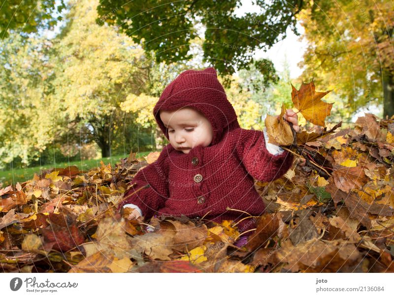 Fun in a pile of leaves Well-being Contentment Playing Trip Thanksgiving Parenting Child Baby Infancy 0 - 12 months 1 - 3 years Toddler Nature Autumn Maple leaf