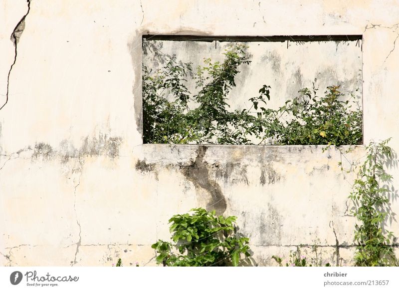 Perhaps you should... Plant Leaf Foliage plant House (Residential Structure) Ruin Wall (barrier) Wall (building) Window Concrete Old Growth Hideous Broken Gray