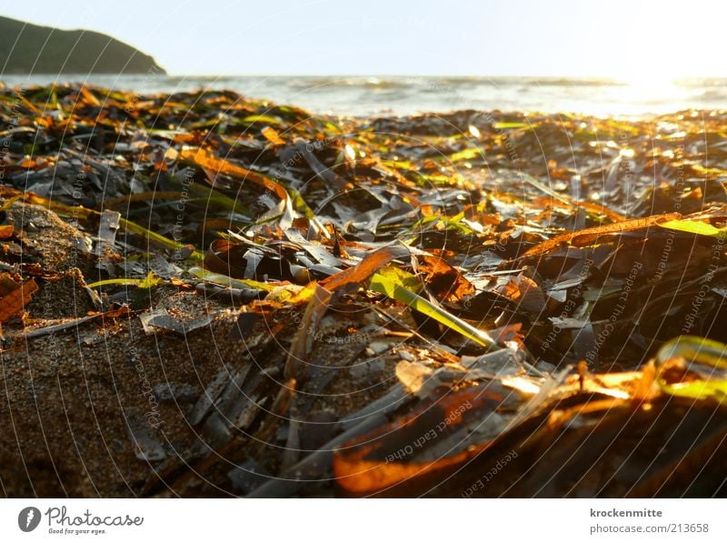 The beaches are already colourful Nature Landscape Plant Water Horizon Sun Sunrise Sunset Sunlight Summer Bushes Leaf Foliage plant Waves Coast Beach Ocean