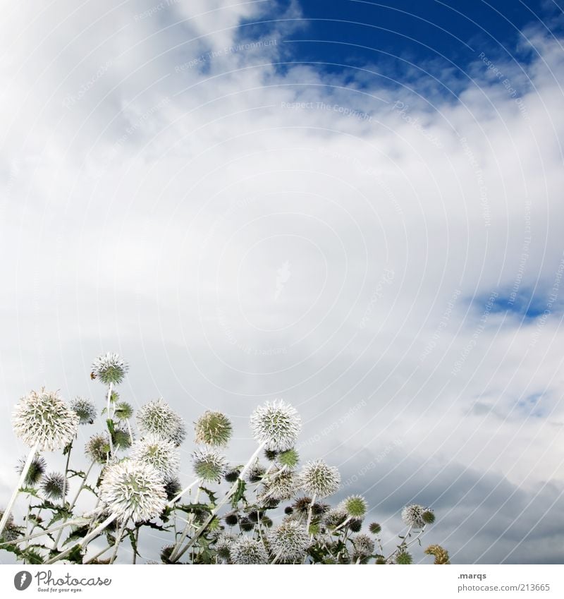 blowing in the wind Environment Nature Plant Clouds Flower Wild plant Thistle Blossoming Beautiful Blue White Emotions Moody Esthetic Transience Colour photo