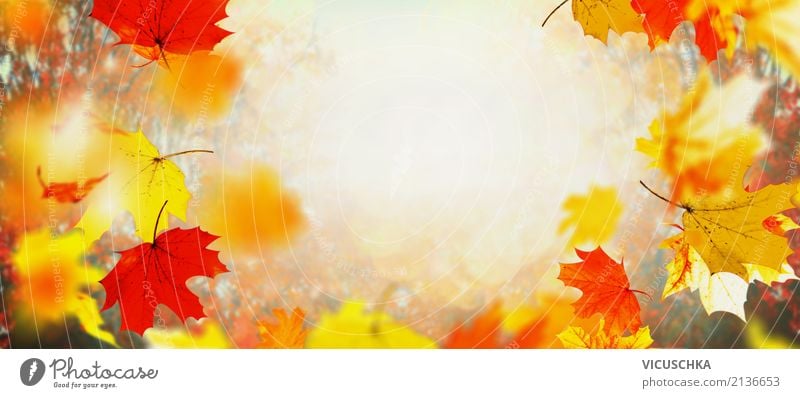 Autumn background with flying tree leaves Nature Plant Beautiful weather Tree Leaf Garden Park Flag Yellow Design Background picture November September October