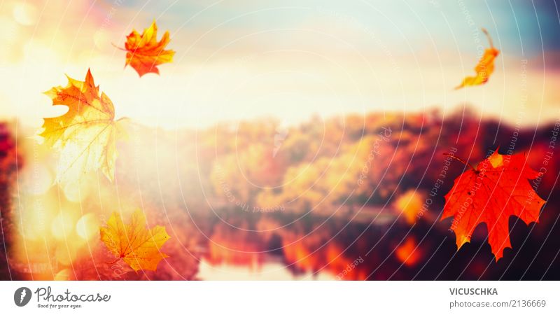 Autumn background with falling leaves and city park Lifestyle Nature Landscape Sky Sunrise Sunset Sunlight Beautiful weather Flower Leaf Park Forest Flag Yellow