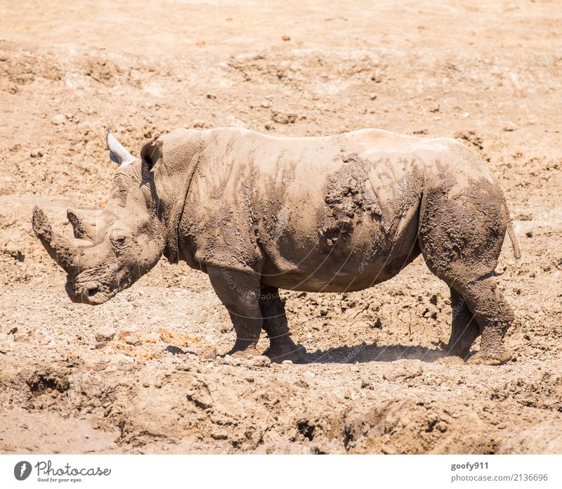 After the mud bath;-)))) Vacation & Travel Trip Adventure Safari Expedition Environment Nature Landscape Earth Sand Warmth Drought Desert Africa Animal