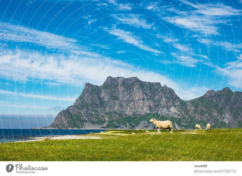 Utakleiv Beach on the Lofoten in Norway Relaxation Vacation & Travel Ocean Mountain Nature Landscape Water Clouds Grass Meadow Rock Idyll Tourism Environment