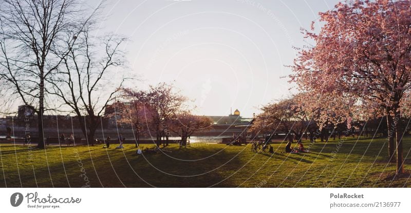 #AS# Dresden Panorama Art Work of art Esthetic Panorama (Format) Spring Cherry tree Exterior shot Nature Lure of the big city Yenidze Elbufer To go for a walk