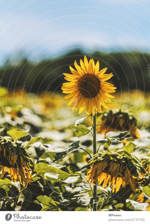 sunflower Beautiful weather Plant Tree Leaf Blossom Field Yellow Sunflower Sunflower field Unwavering Colour photo Exterior shot Deserted Copy Space top