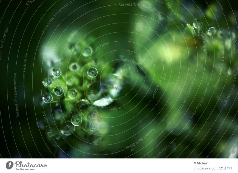 we see you Nature Water Drops of water Plant Wild plant Illuminate Fresh Green Dew Sphere Colour photo Exterior shot Macro (Extreme close-up) Copy Space right
