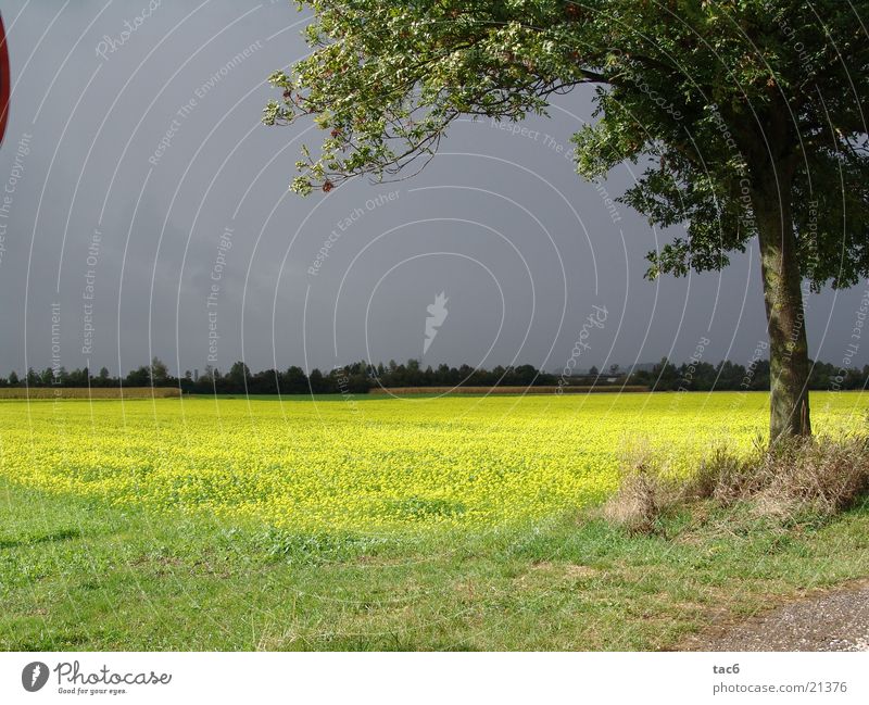 Thunderstorms approaching Sun Dark Clouds Field Tree Meadow Thunder and lightning