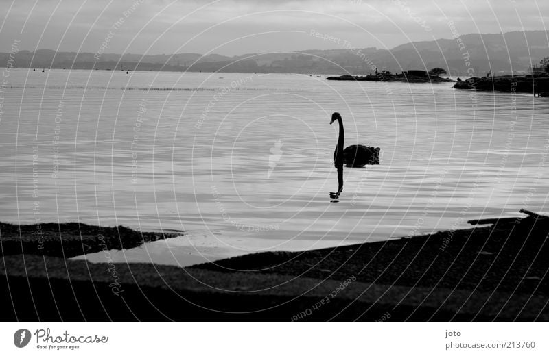 swan lake Elegant Beautiful Harmonious Well-being Relaxation Calm Nature Landscape Animal Water Horizon Lakeside Deserted Swan Esthetic Emotions Moody Purity
