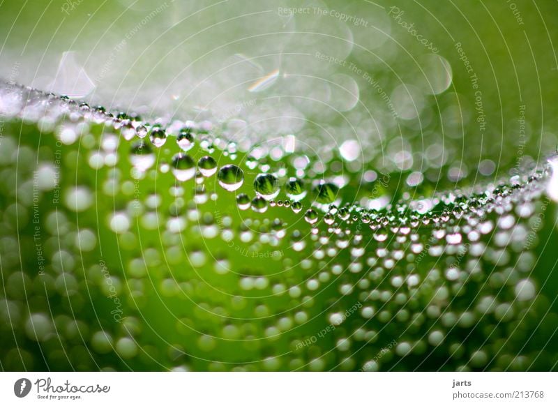 autumnal Environment Nature Plant Drops of water Beautiful weather Grass Fluid Fresh Glittering Wet Natural Green Serene Patient Calm Idyll Spider's web