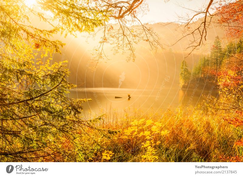 Sun rays and autumn nature Mountain Nature Landscape Sunlight Autumn Fog Warmth Tree Leaf Forest Lake Think Dream Happy Bright Natural Multicoloured Yellow Gold