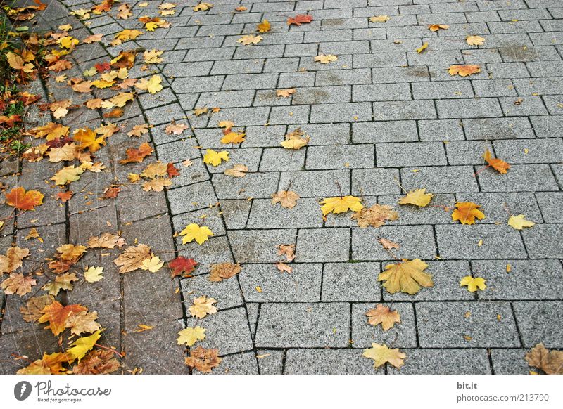 Grey-Yellow Squared Nature Autumn Wind flaked Autumn leaves Autumnal Maple leaf To fall Lie Stone slab Stone floor Gray Moody Gloomy Line Sharp-edged Ground