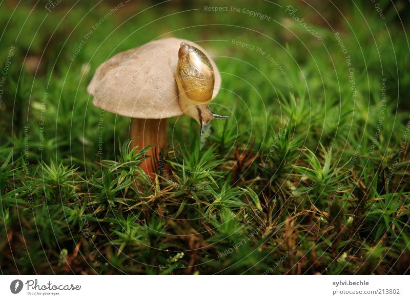 For all snail fans ... :-) Nature Plant Animal Moss Wild animal Snail Discover Small Near Curiosity Slimy Brown Green Mushroom Slowly Snail shell Slow motion